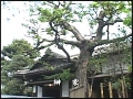 妖艶熟女 芸者舞い0