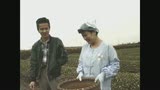 お茶を摘む田舎のお母さん　清水真紀子1