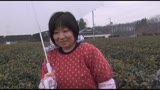 狭山の茶畑でお茶を摘むお母さん　堀池忍3