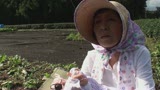 静岡の茶畑を営む熟女さん、数年前にご主人を亡くしAV出演を決意！茶畑でSEX！2