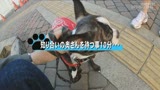 よく犬の散歩で会うスケベな体のスキニージーンズ奥さんとハメたい（2）0