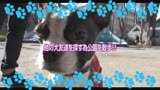 よく犬の散歩で会うスケベな体のスキニージーンズ奥さんとハメたい（2）5