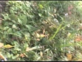 芸能人 範田紗々 号泣中出し強姦2