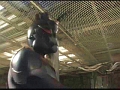 スーパーヒロイン絶対絶命!!Vol.06 セーラーエンジェル7